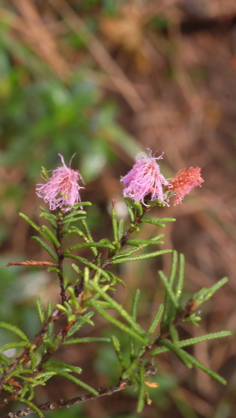 Mimosa coniflora photo 3
