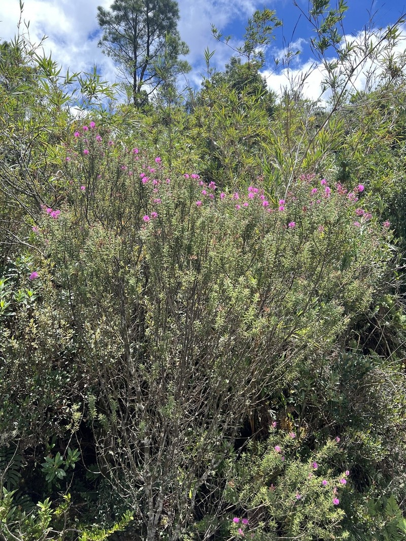 Mimosa coniflora photo 4