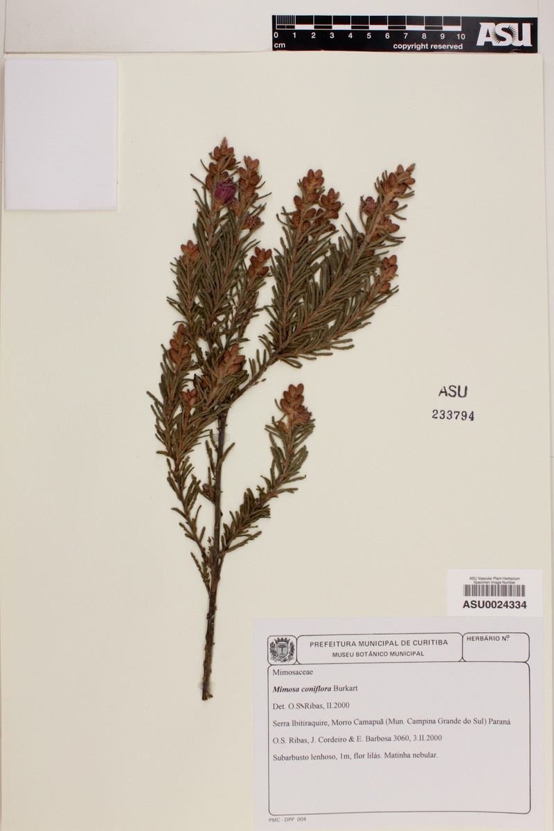 Mimosa coniflora photo 5
