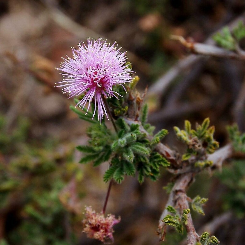 Mimosa cordistipula