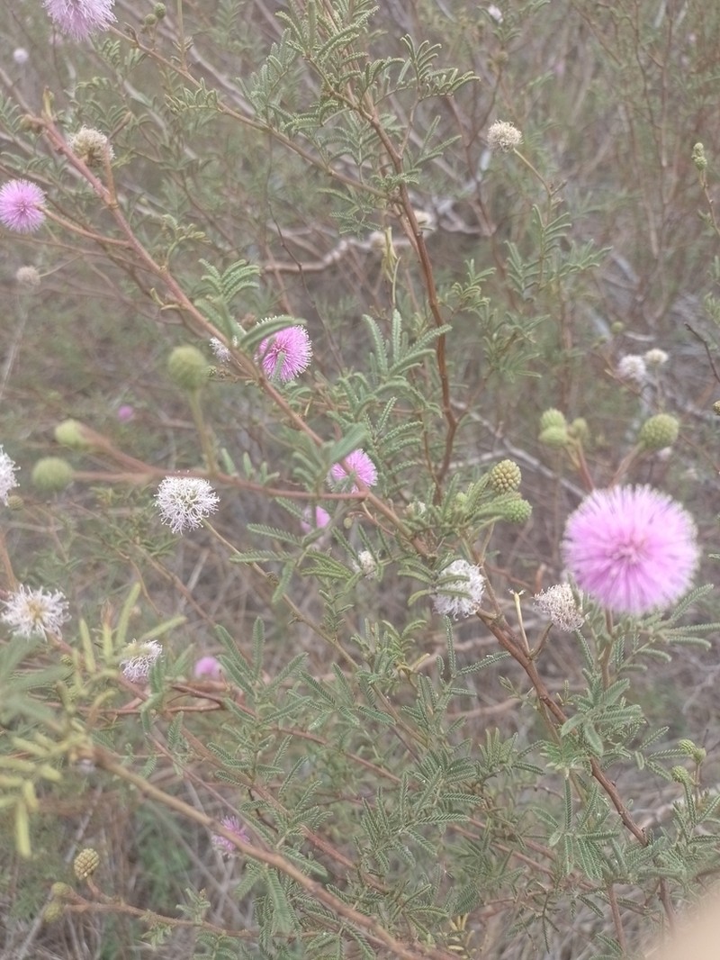 Mimosa cordobensis