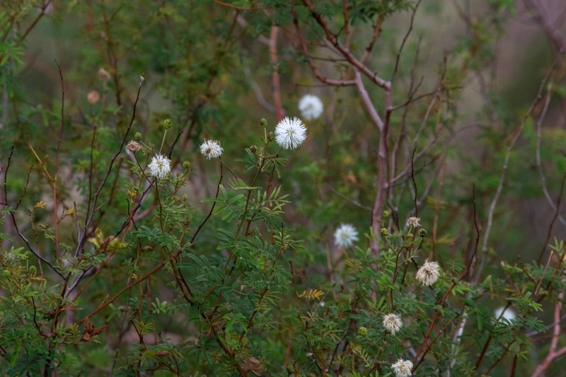 Mimosa cordobensis photo 2