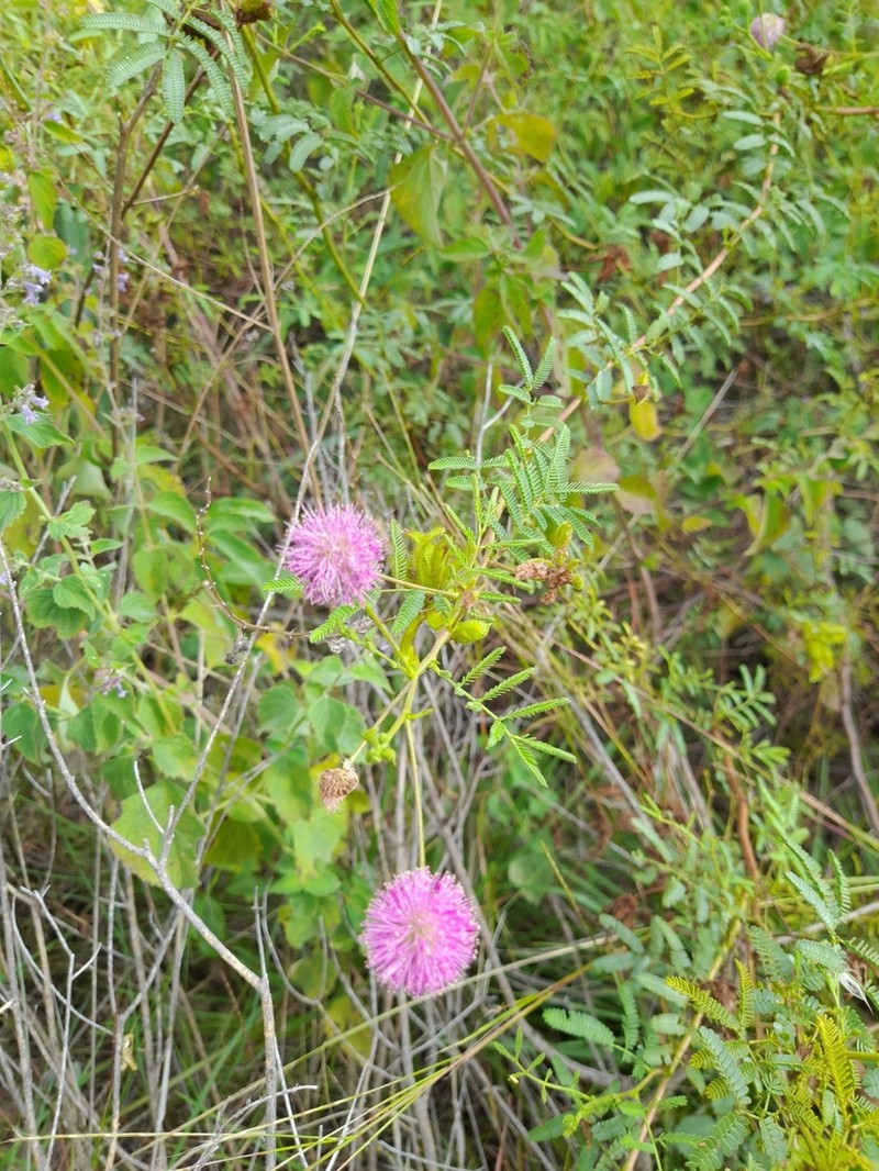 Mimosa cordobensis photo 3