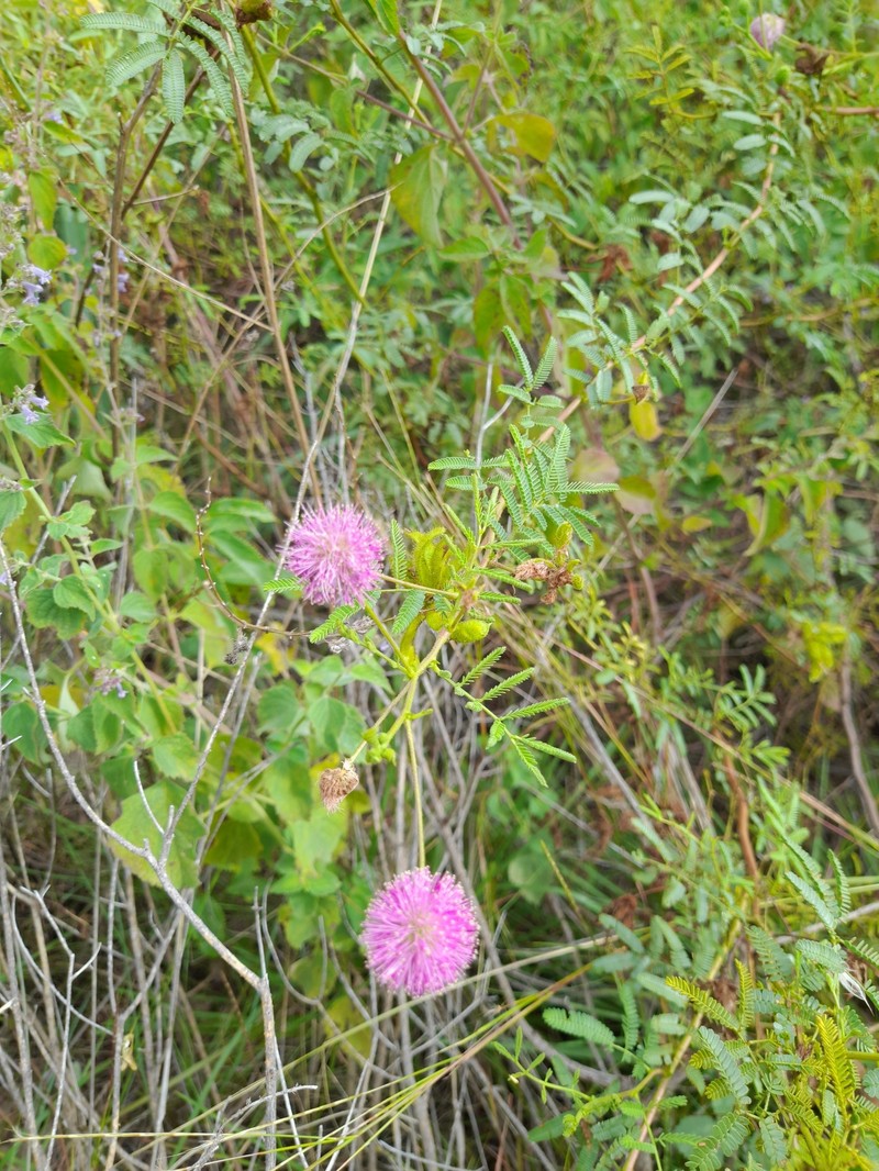 Mimosa cordobensis photo 4