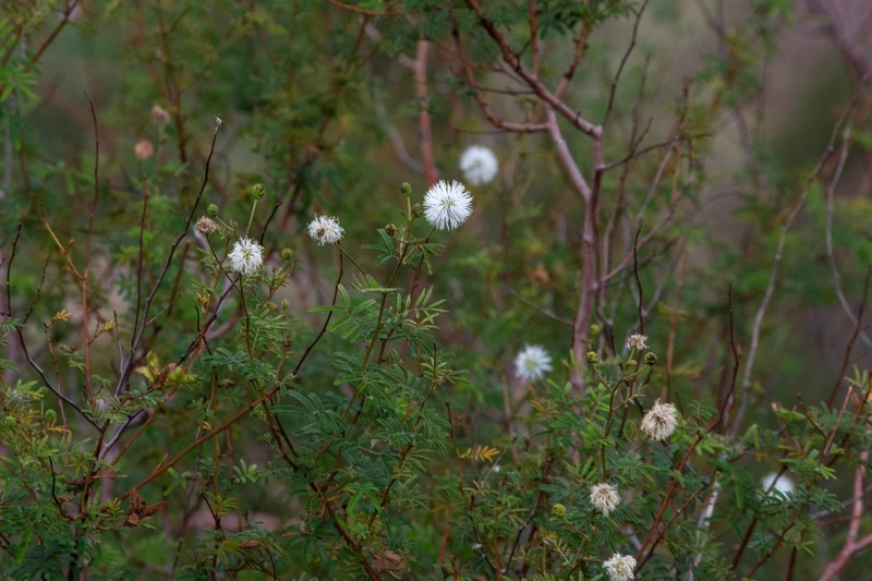 Mimosa cordobensis photo 5