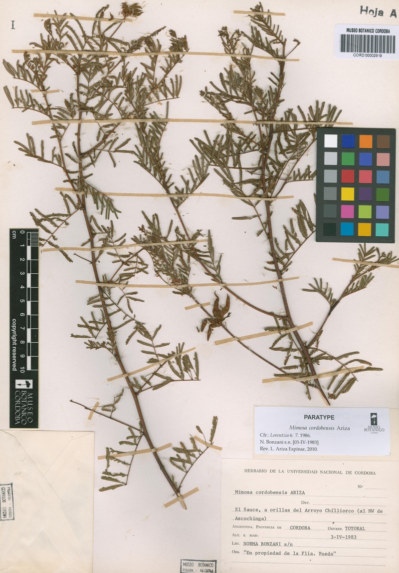 Mimosa cordobensis photo 6