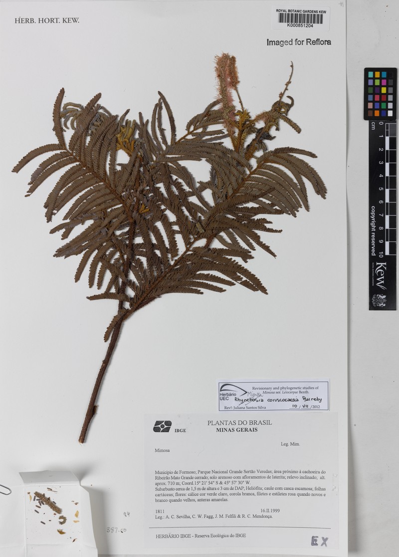 Mimosa coruscocaesia