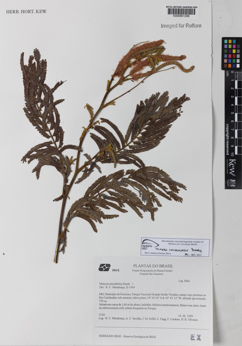 Mimosa coruscocaesia photo 2