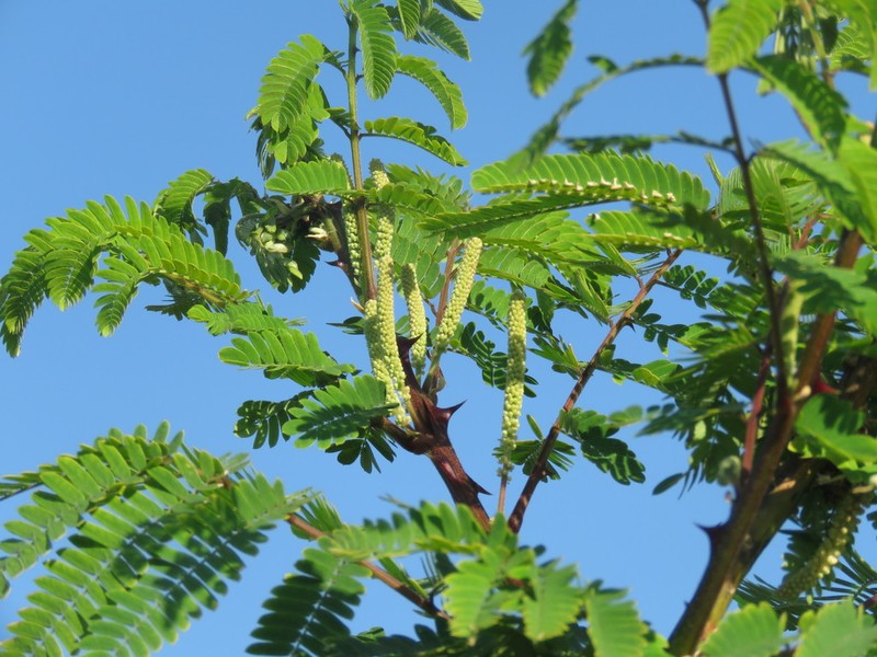Mimosa costenya photo 2