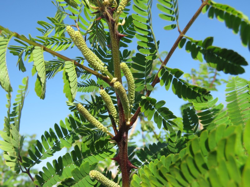 Mimosa costenya