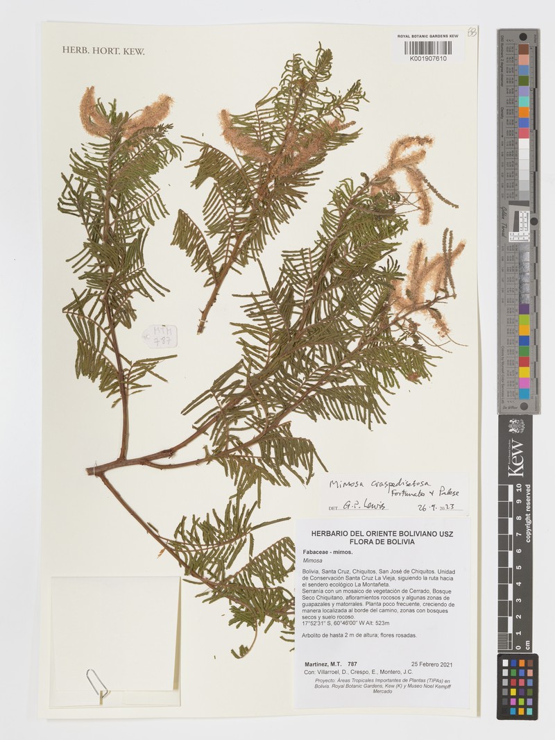 Mimosa craspedisetosa