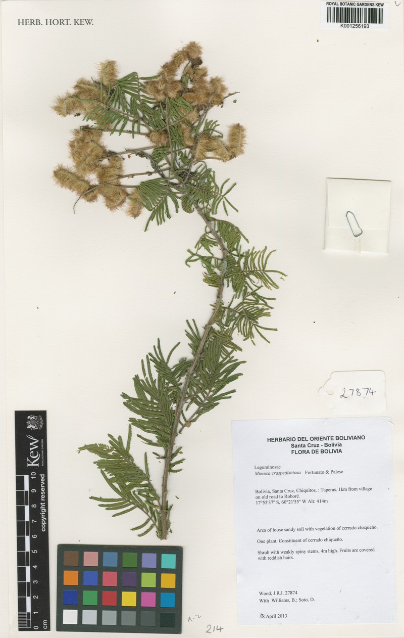Mimosa craspedisetosa photo 4