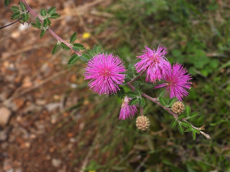 Mimosa cruenta