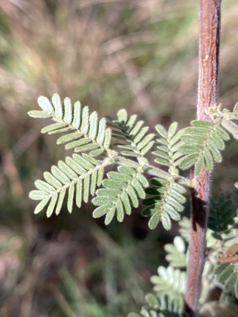 Mimosa cruenta photo 2