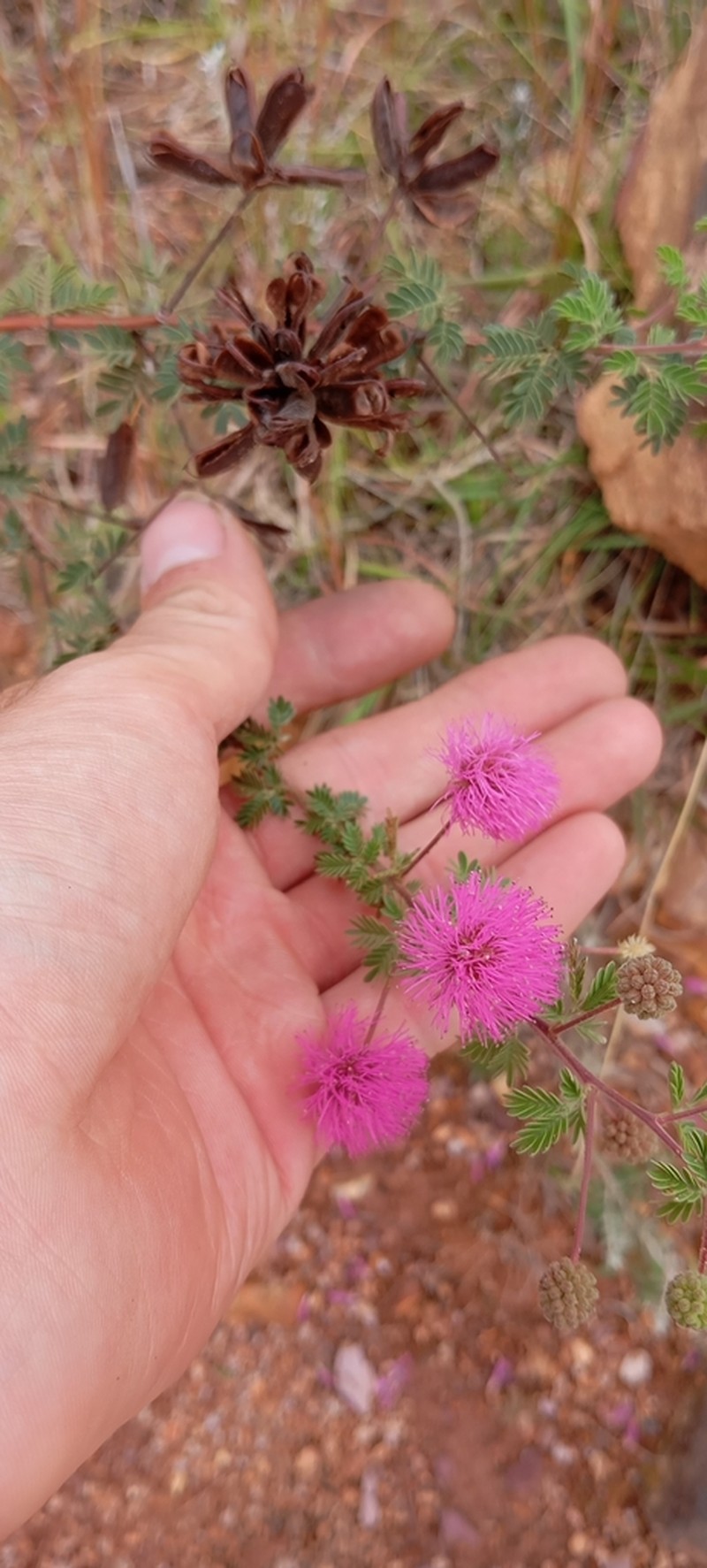 Mimosa cruenta photo 3