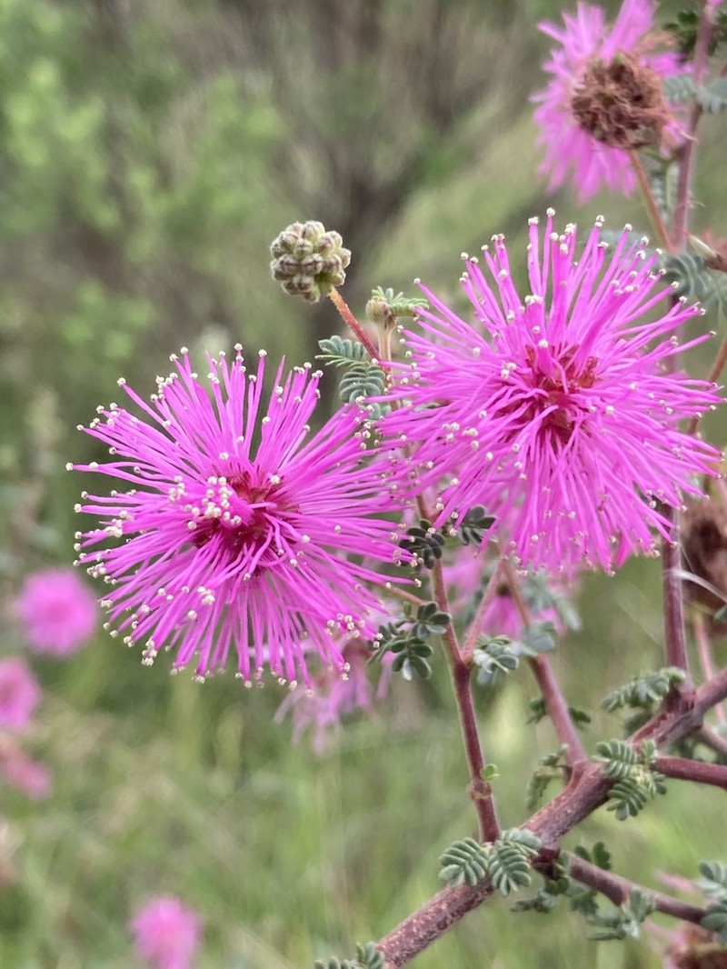 Mimosa cruenta photo 4