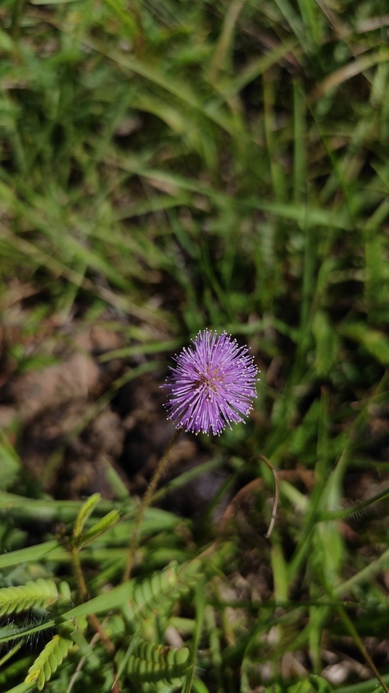 Mimosa cruenta photo 5