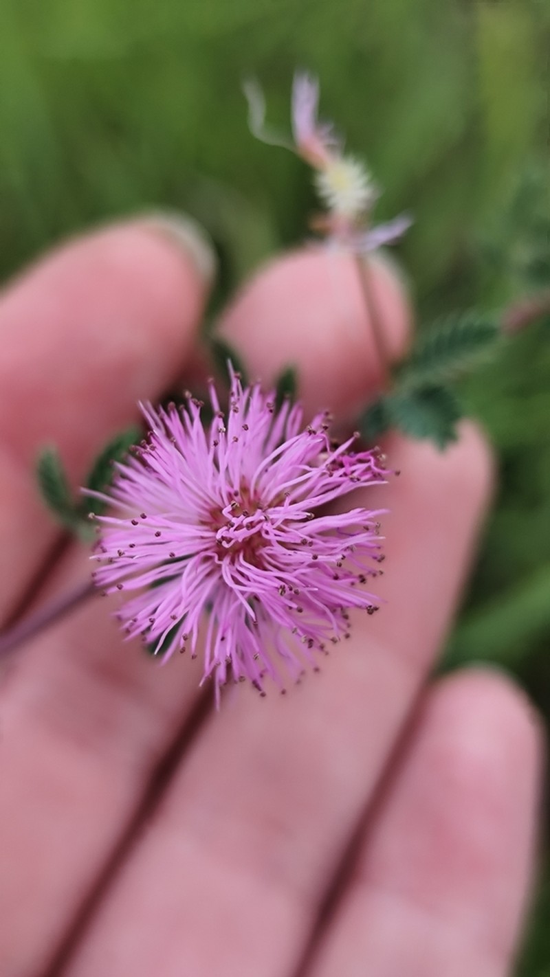 Mimosa cruenta photo 6