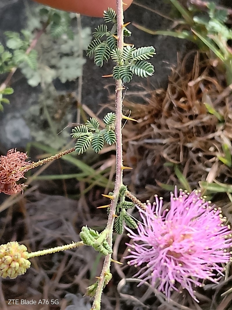 Mimosa cruenta photo 7