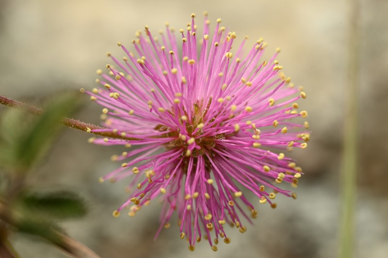 Mimosa cruenta photo 8