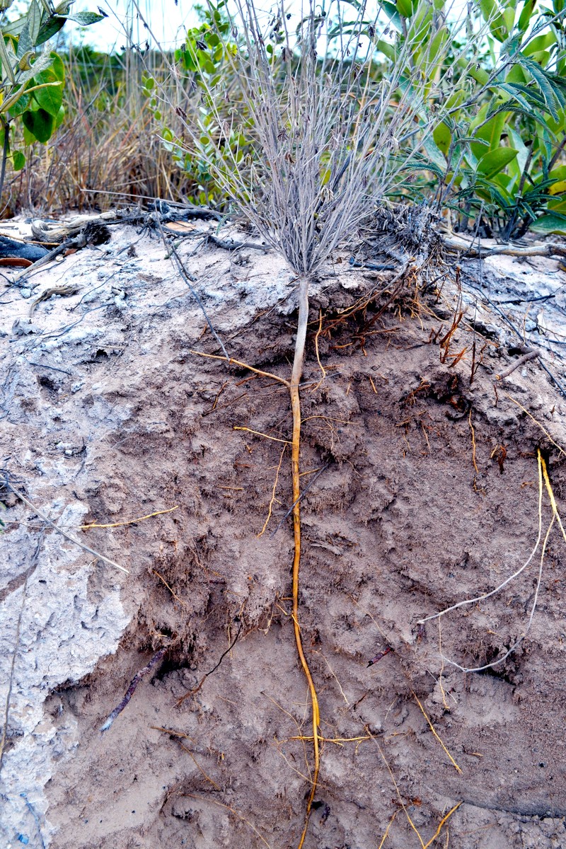 Mimosa crumenarioides