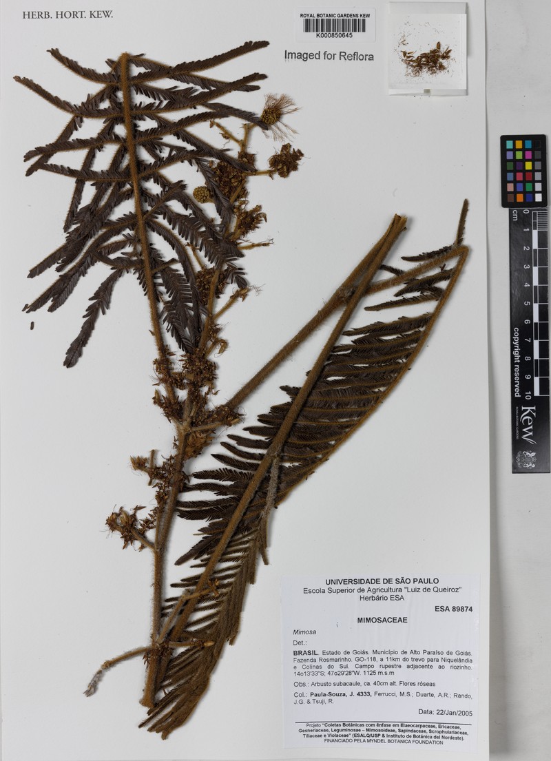 Mimosa cryptothamnos