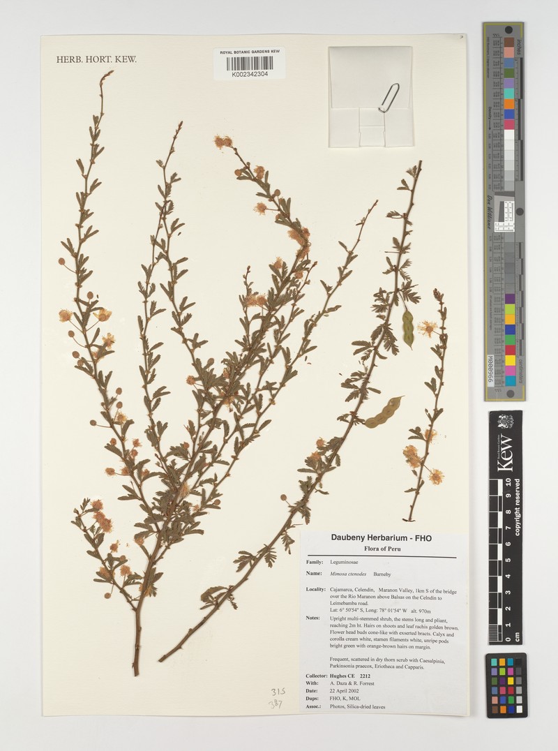 Mimosa ctenodes