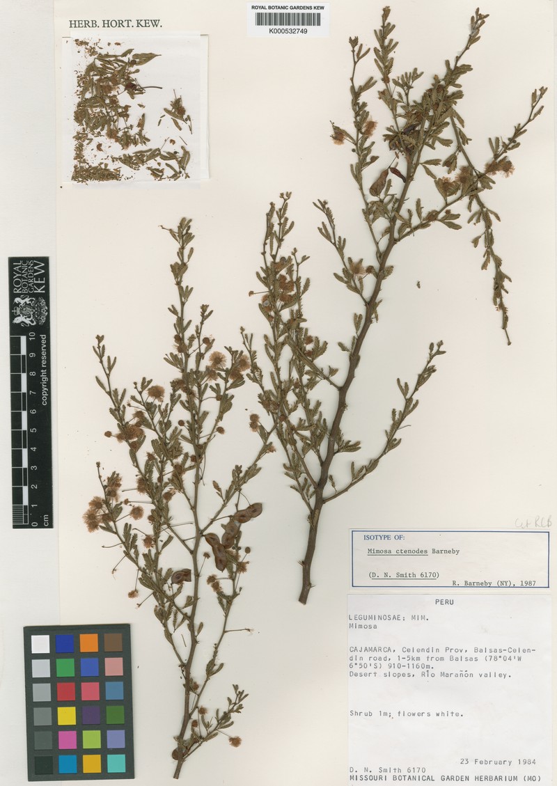 Mimosa ctenodes photo 2