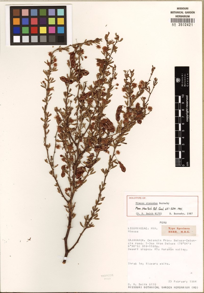 Mimosa ctenodes photo 3