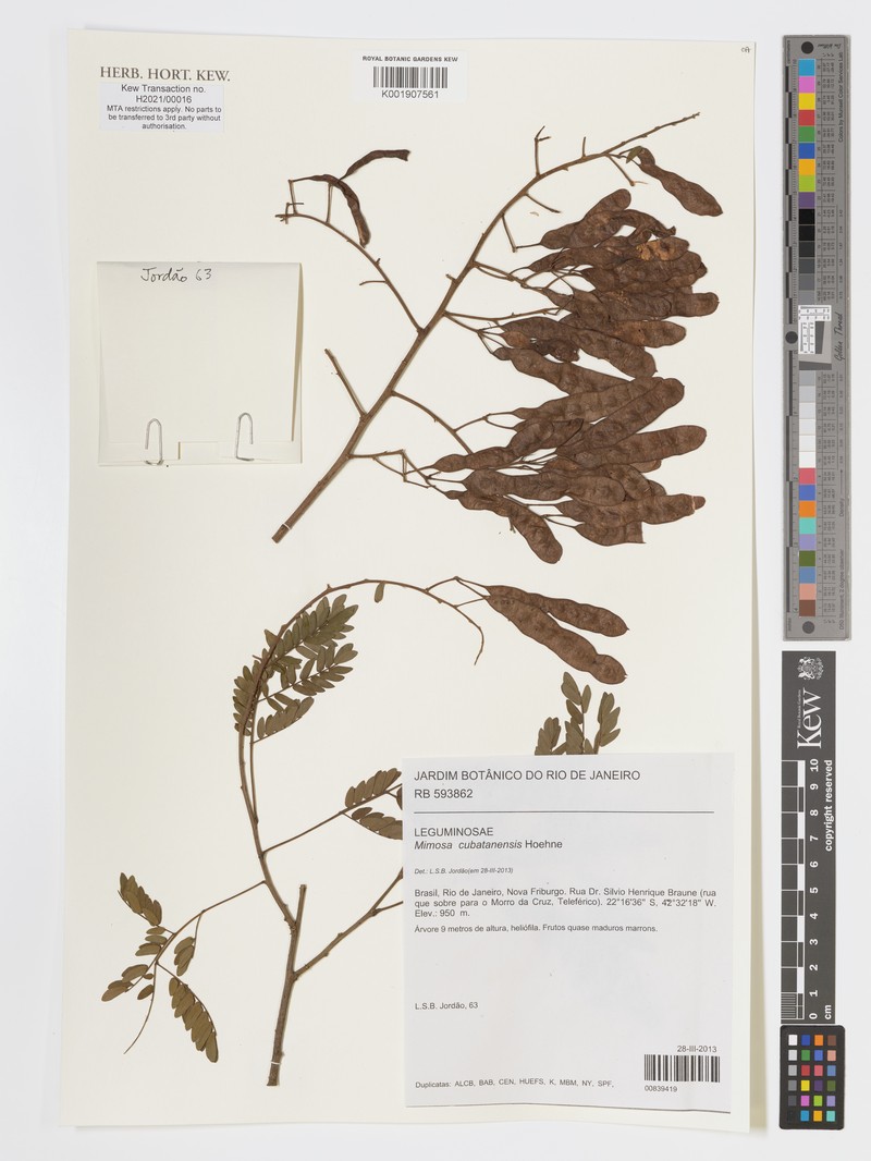 Mimosa cubatanensis photo 2