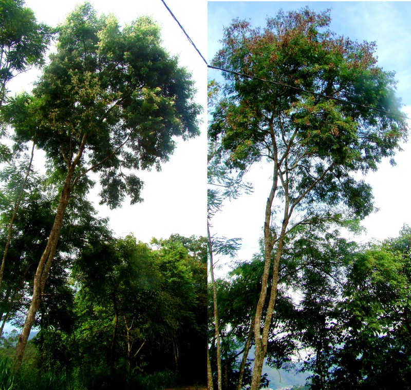 Mimosa cubatanensis
