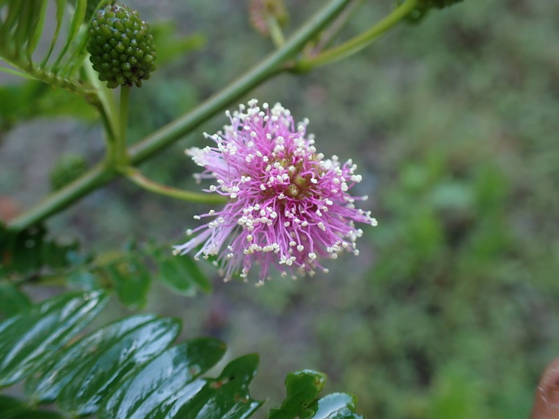 Mimosa cuzcoana