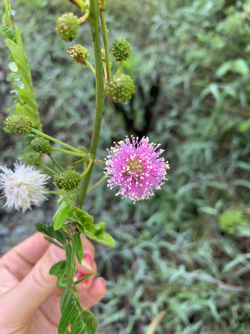 Mimosa cuzcoana photo 3