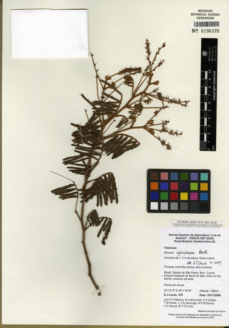 Mimosa cylindracea