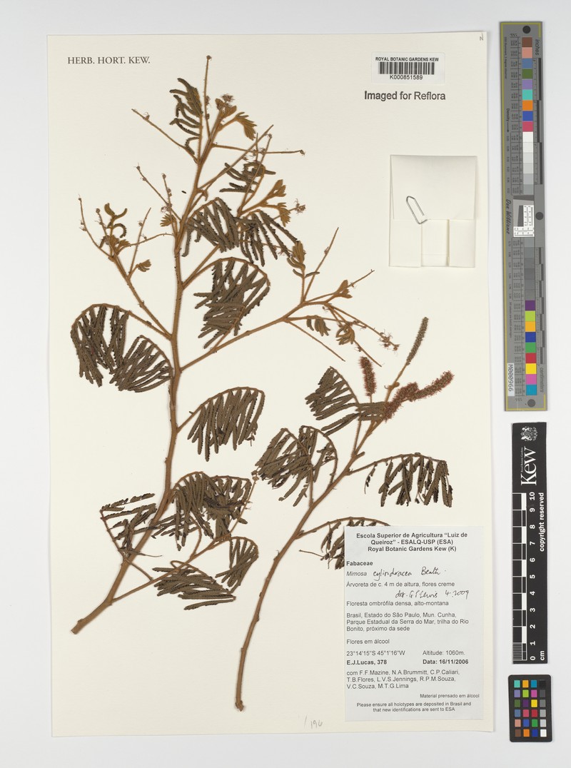 Mimosa cylindracea photo 2