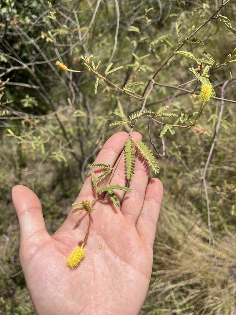 Mimosa daleoides