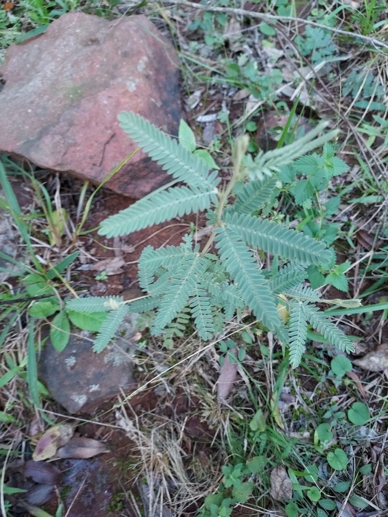 Mimosa daleoides photo 2