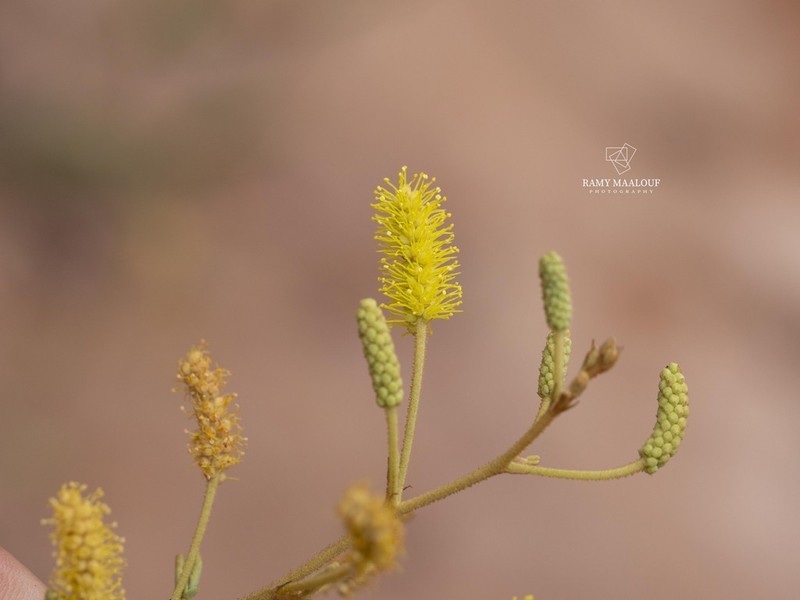 Mimosa daleoides photo 3