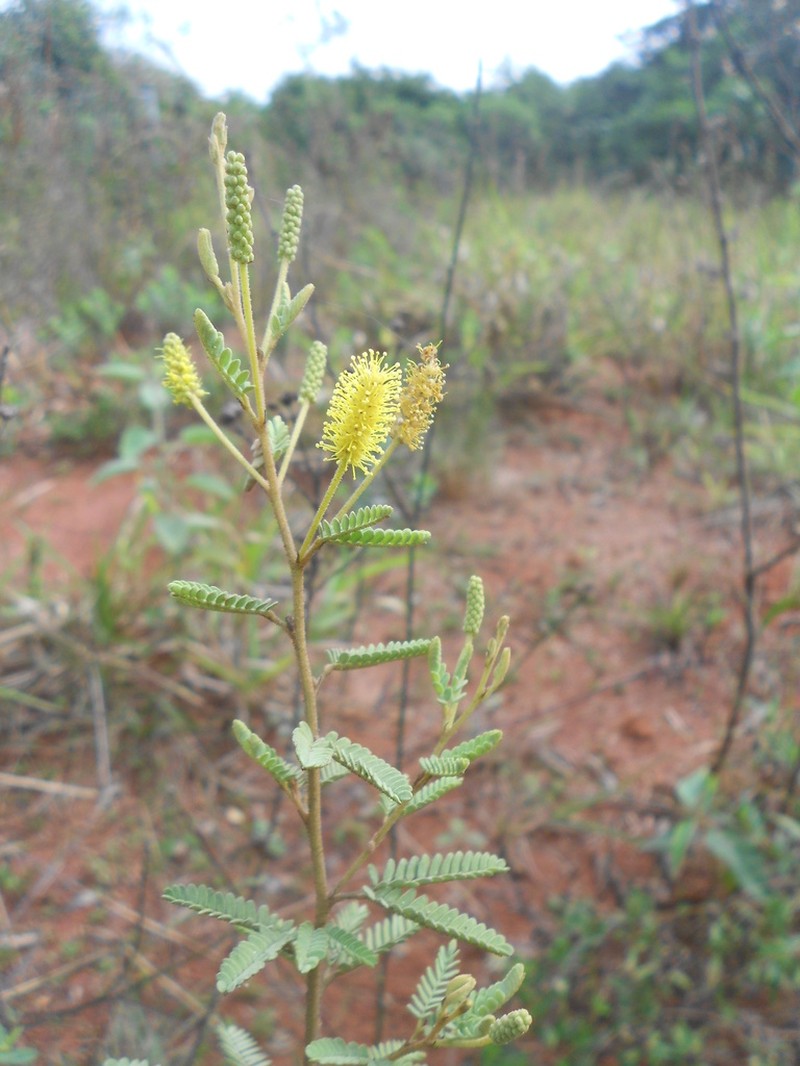 Mimosa daleoides photo 4