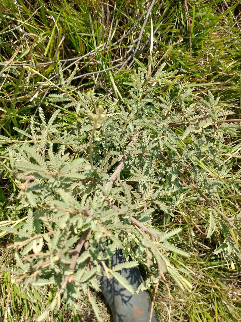 Mimosa daleoides photo 5