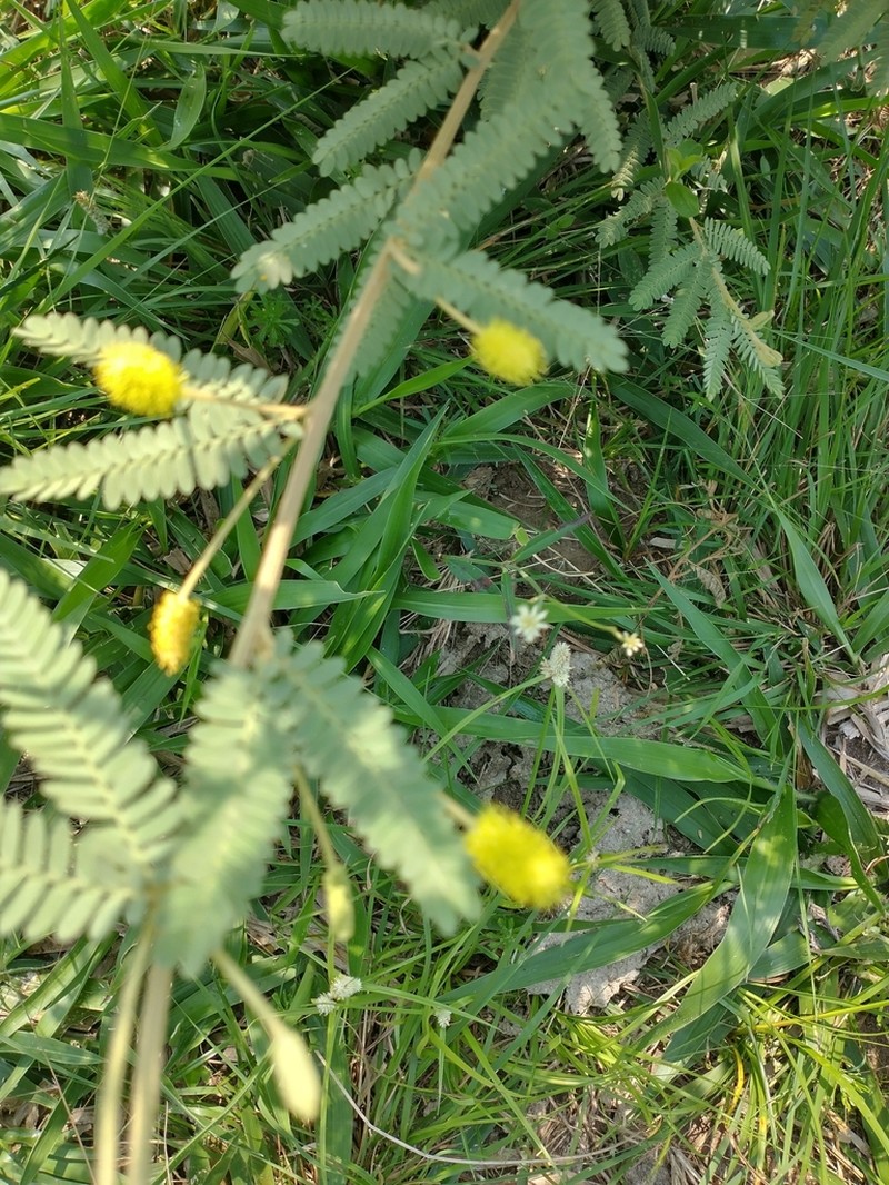 Mimosa daleoides photo 8