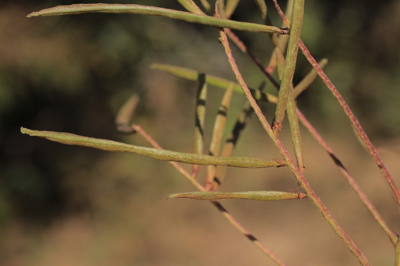 Mimosa dalyi