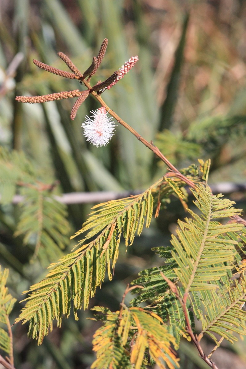 Mimosa dalyi photo 2