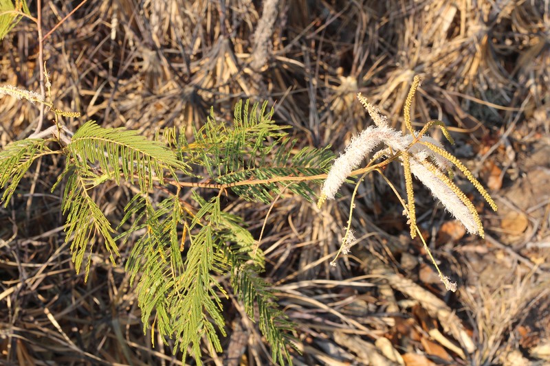 Mimosa dalyi photo 3