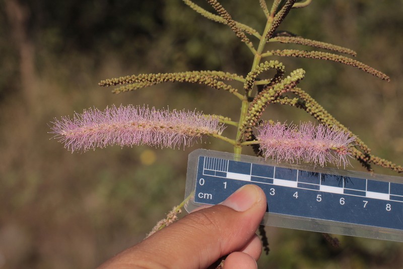Mimosa dalyi photo 4