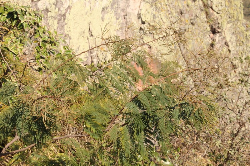 Mimosa dalyi photo 5