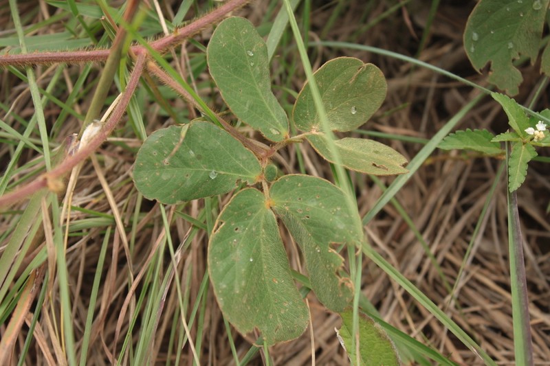 Mimosa debilis