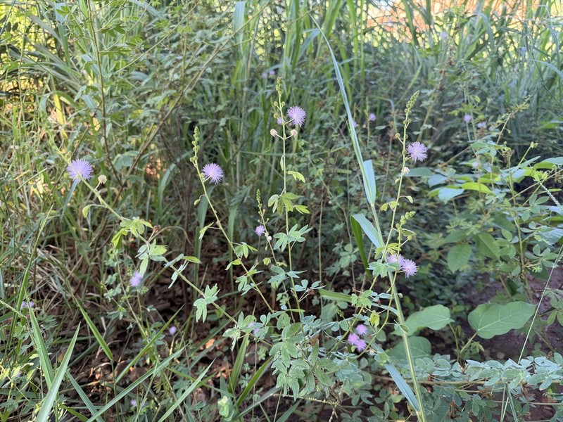 Mimosa debilis photo 2