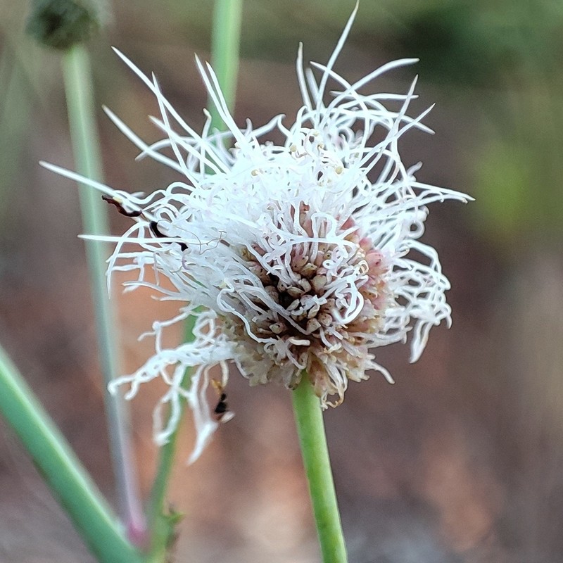 Mimosa debilis photo 3
