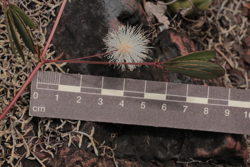 Mimosa debilis photo 4
